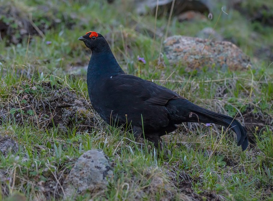 Колокольчик Алтайский растение