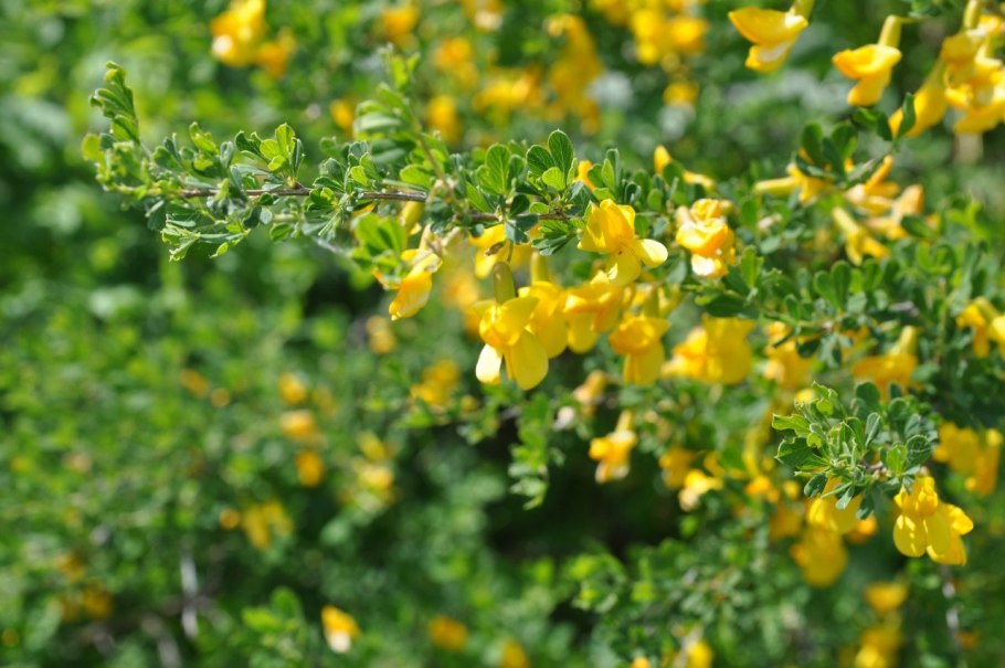 Дереза карагана кустарниковая