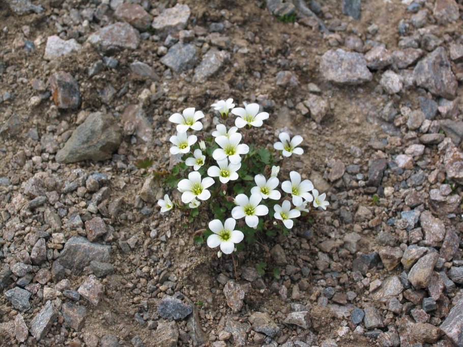 Медуница на Алтае