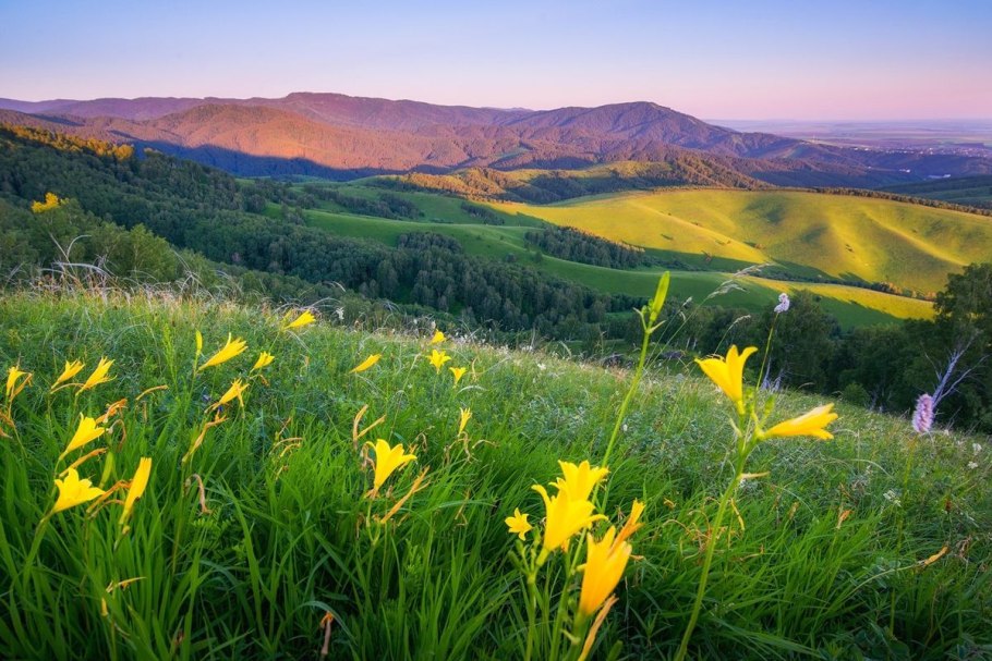 Кавказский тетерев Lyrurus mlokosiewiczi