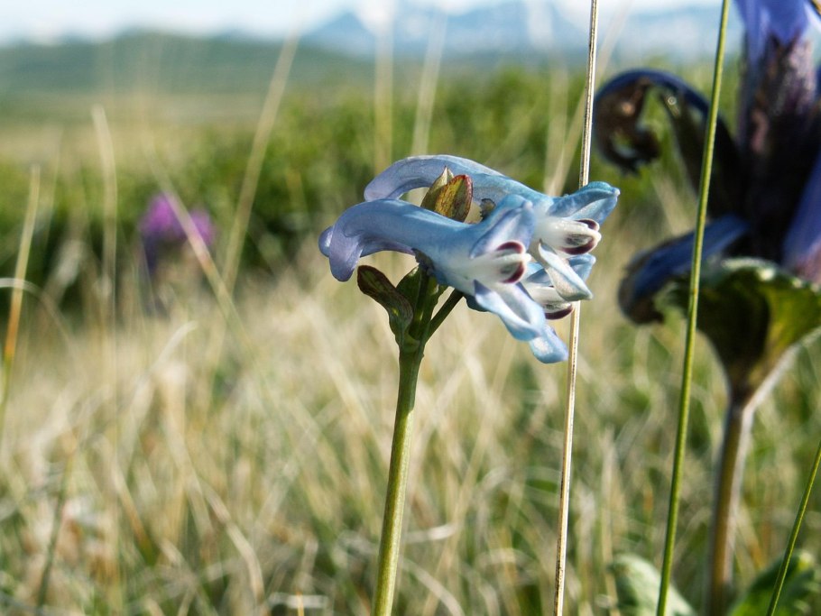 Тигирекский заповедник растения