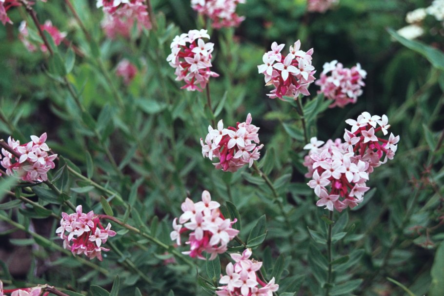 Стеллеропсис Алтайский (Stelleropsis altaica),