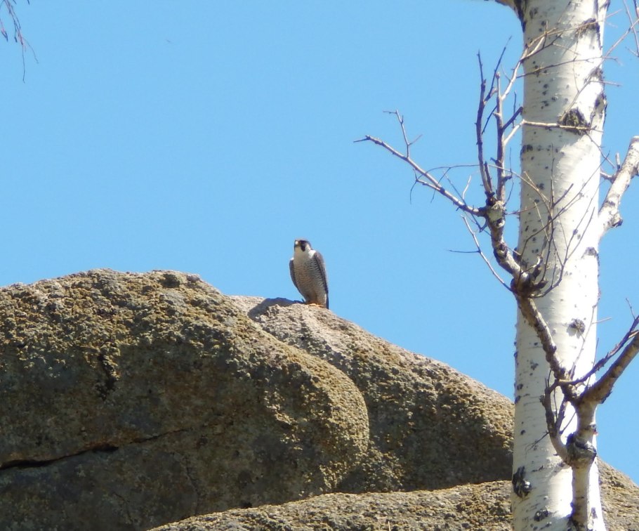 Ботаническая иллюстрация Суккуленты