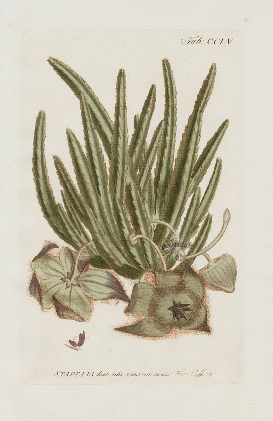 Раскраска растения Солодка