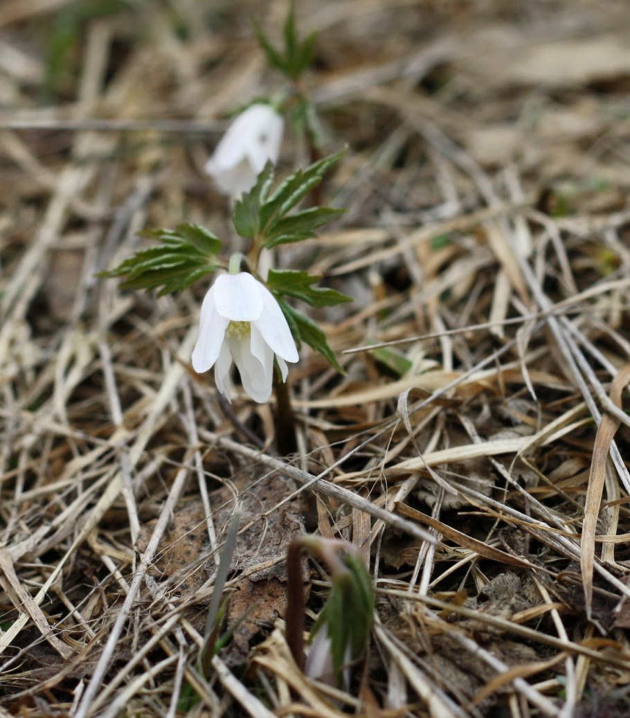 Ерники Алтайского заповедника