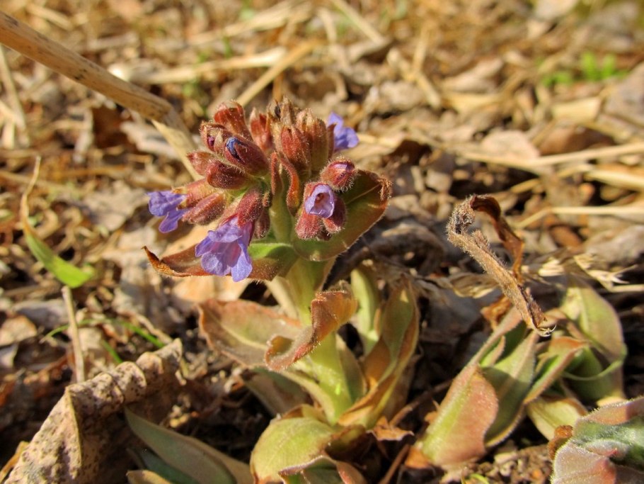 Брелок Mongoose LS 9000d