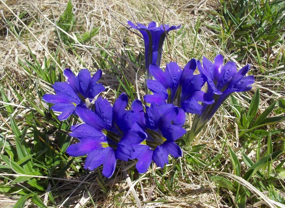 Облепиха Аскола