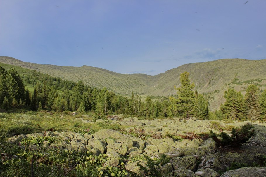 Алтайский заповедник почва