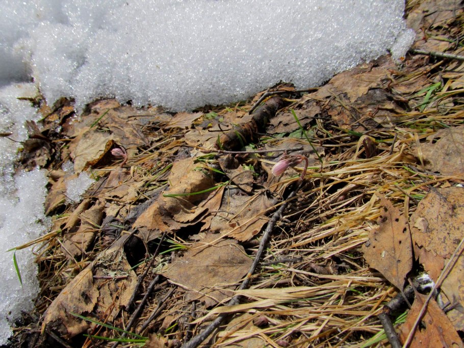 Байкальский заповедник хвощи