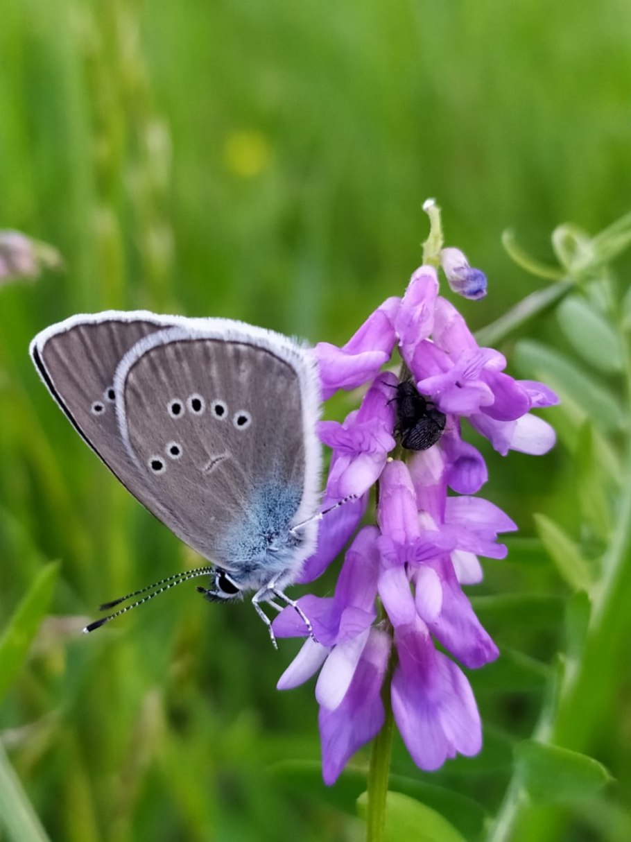 Хохлатка малоцветковая