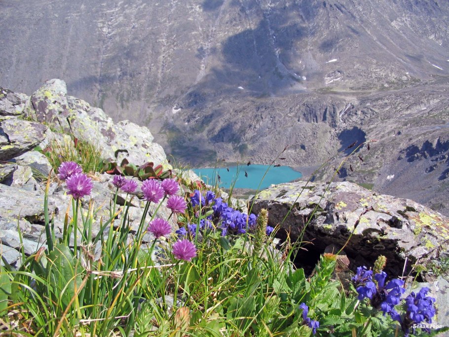 Мытник Алтайский заповедник