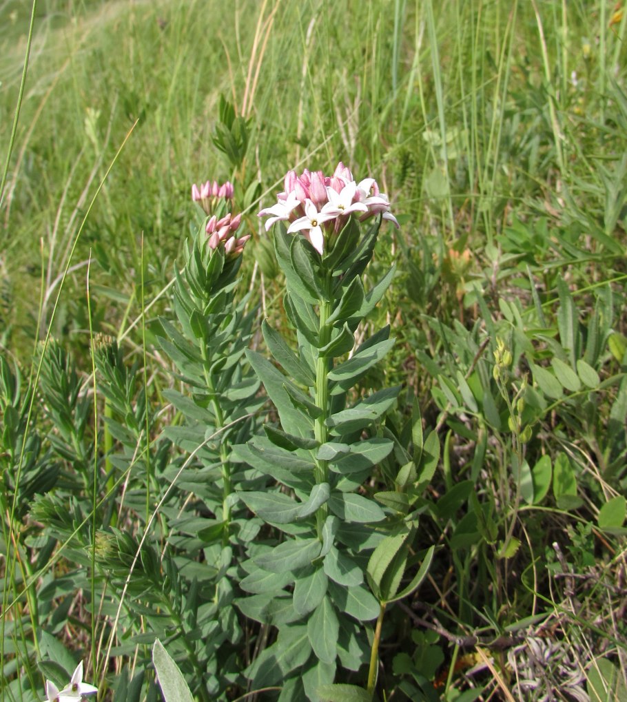 Мытник болотный (Pedicularis palustris l.)