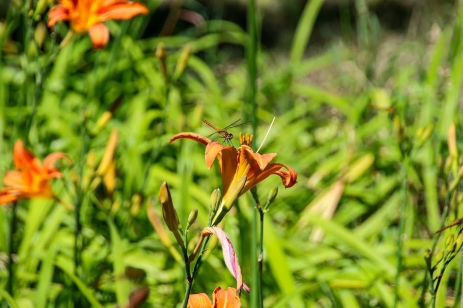 Горный цветок Зигальга