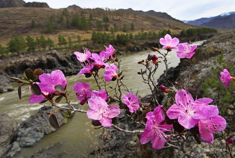 Канада Альпийские Луга