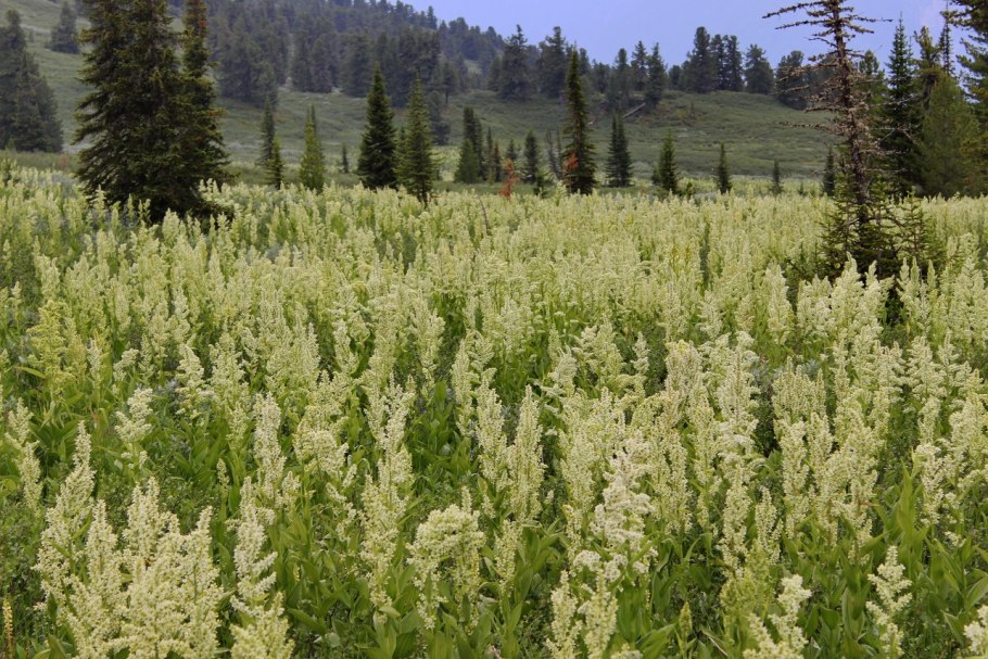 Золотые горы Алтая Флора