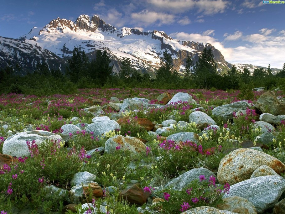 Копеечник Гмелина