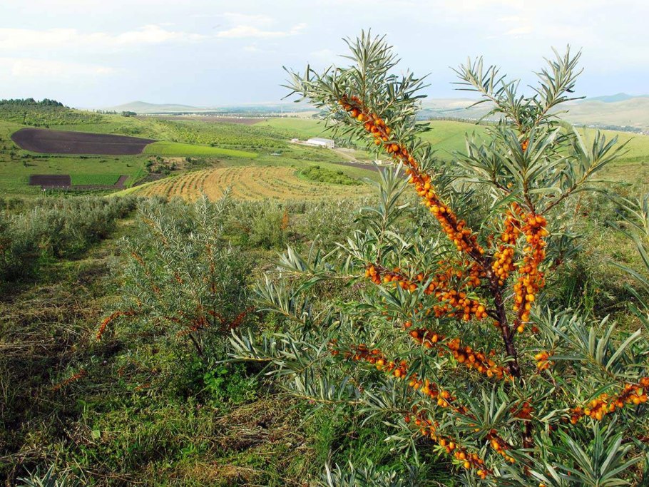 Облепиха hippophae rhamnoides