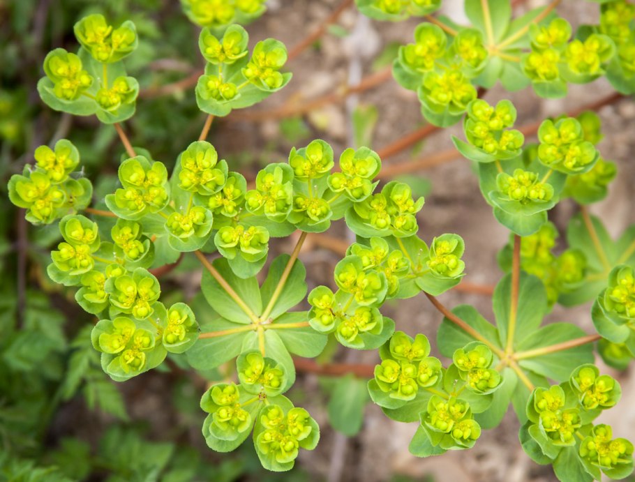 Euphorbia helioscopia молочай солнцегляд