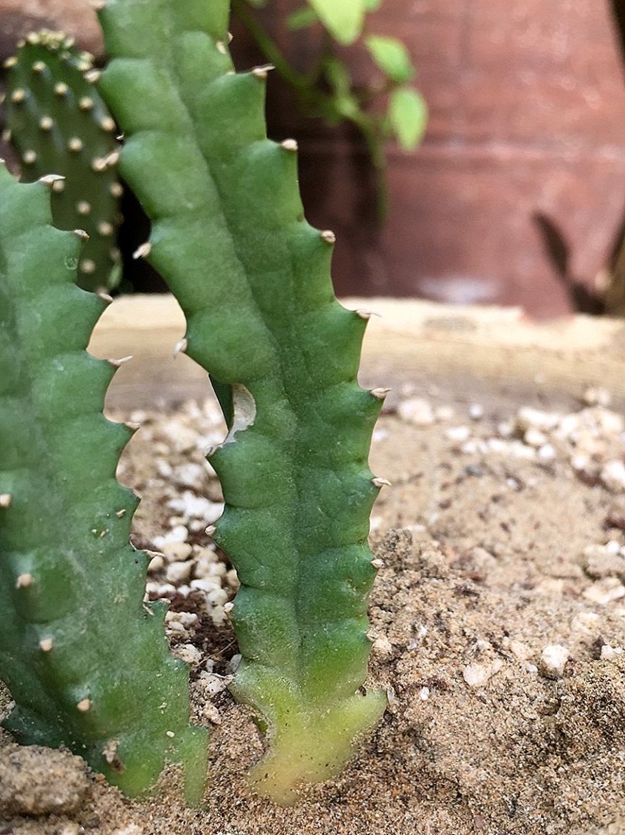 Huernia schneideriana