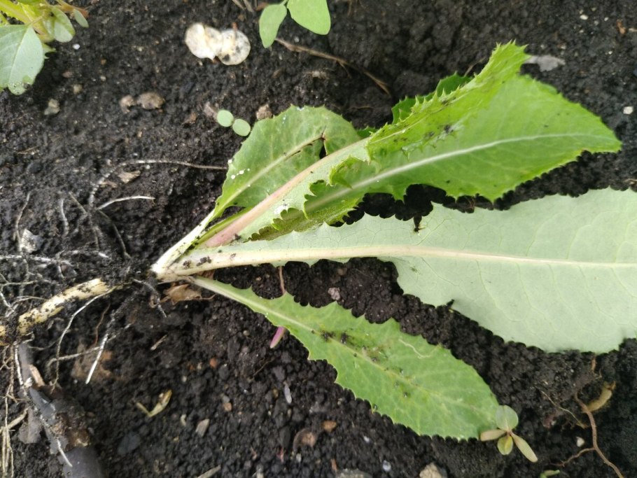 Латук компасный lactuca serriola