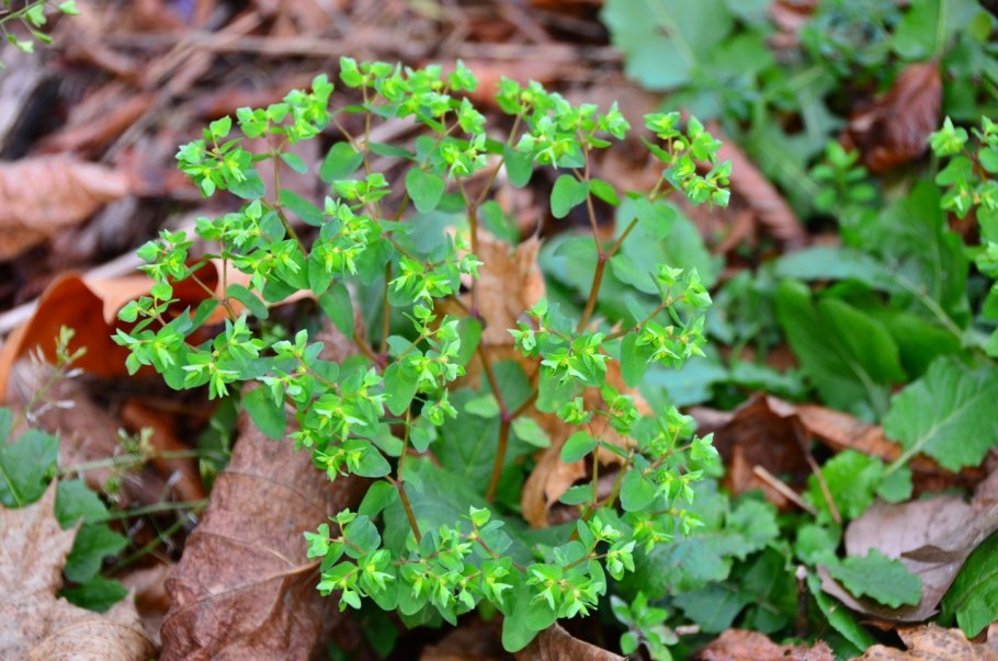 Молочай дикорастущий