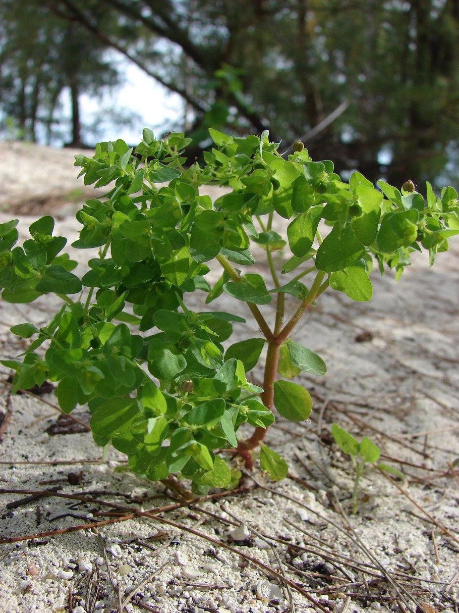 Euphorbia cyparissias