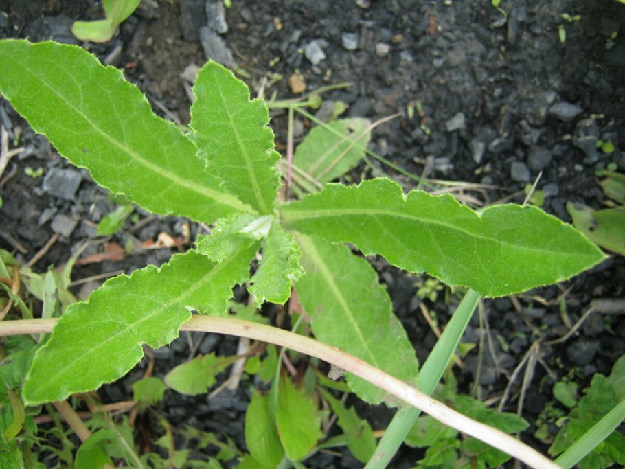 Молочай Оштенский