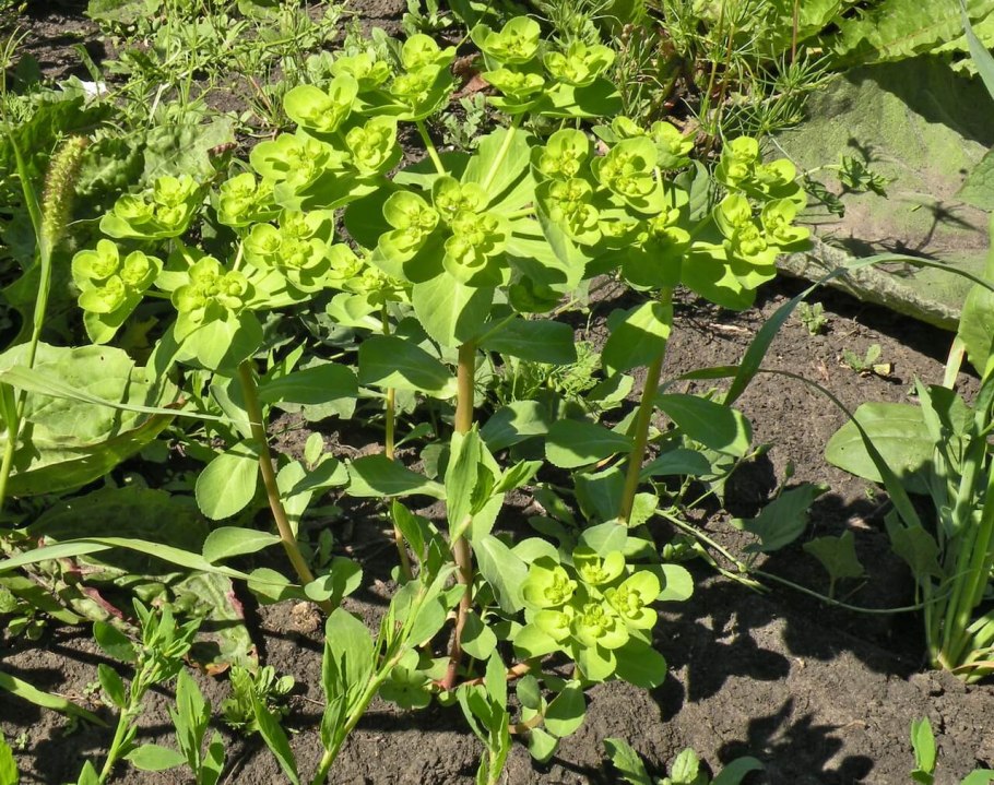 Молочай длиннорогий