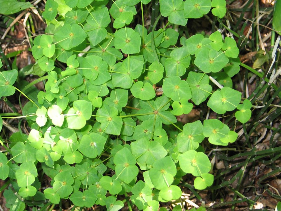 Молочай луговой