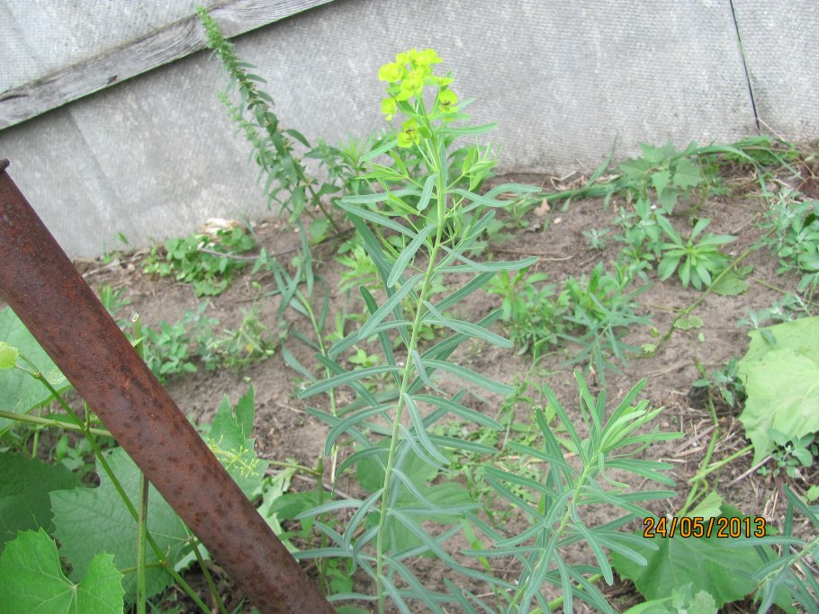 Молочай лозный прутьевидный