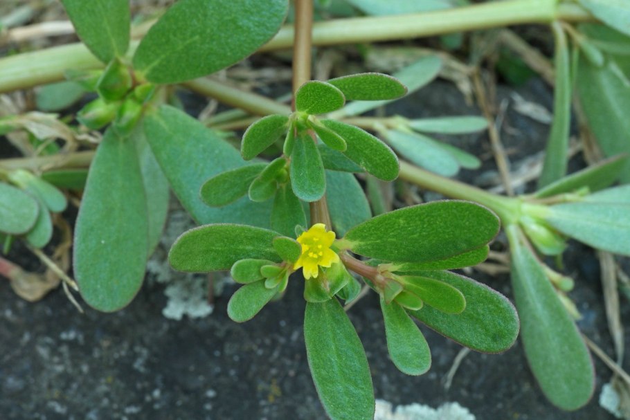 Молочай сорняк огородный