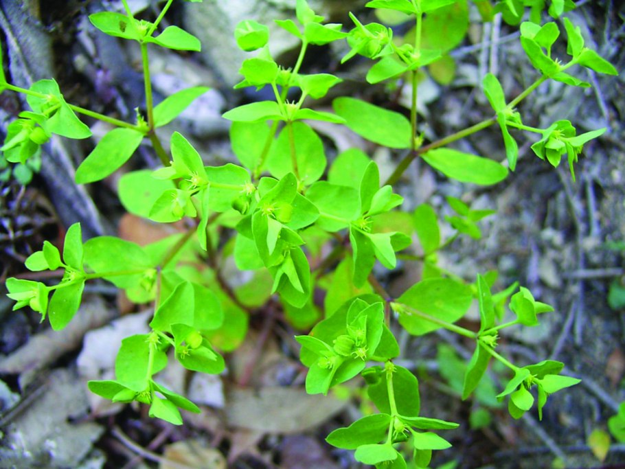 Euphorbia peplus
