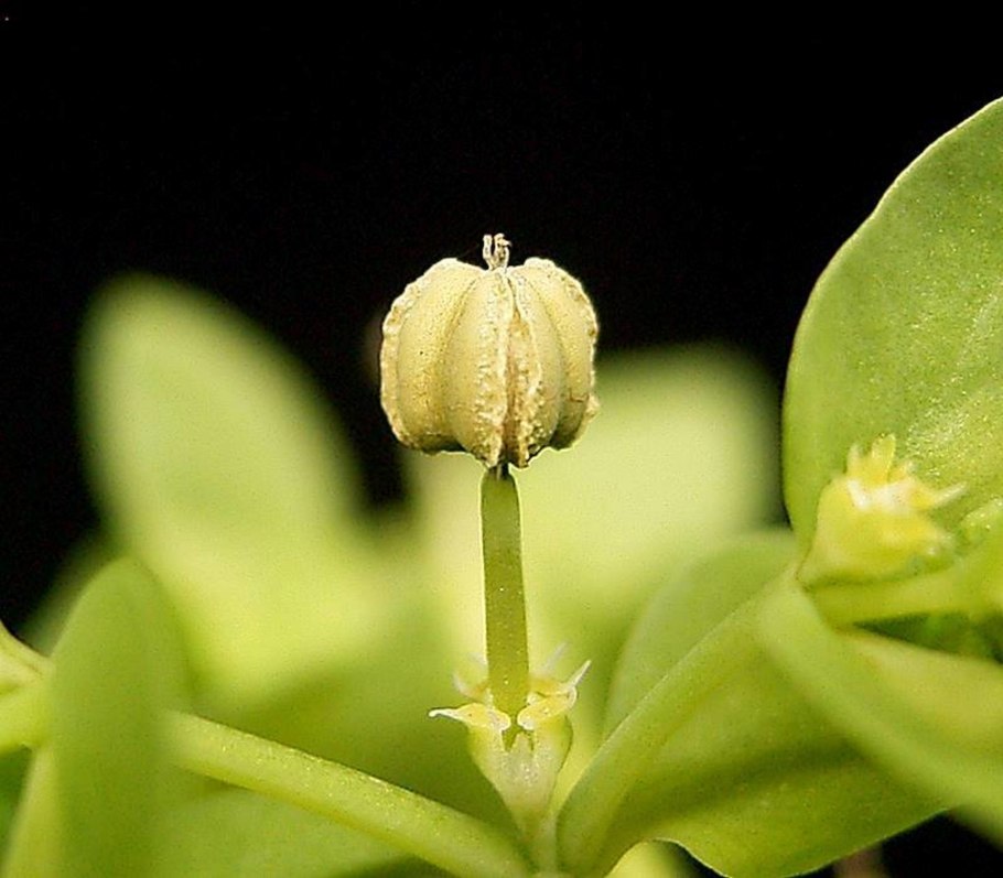 Euphorbia peplus