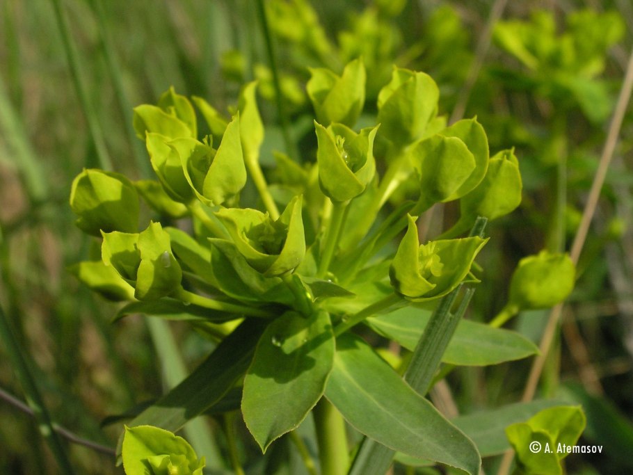 Молочай жигулёвский euphorbia zhiguliensis