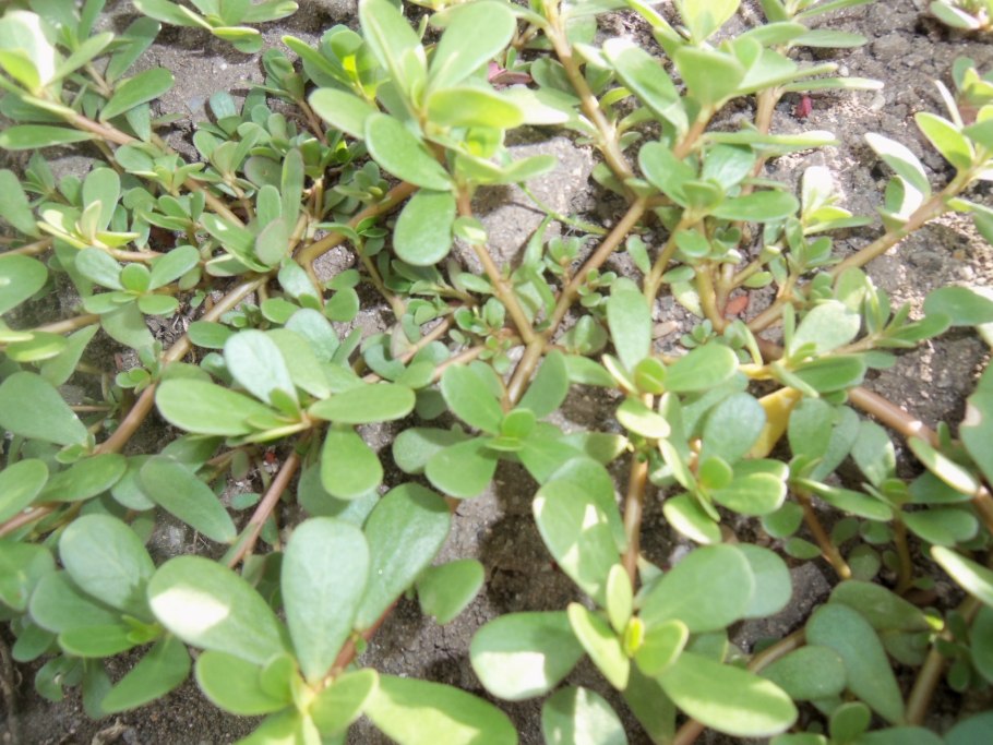 Трава портулак огородный