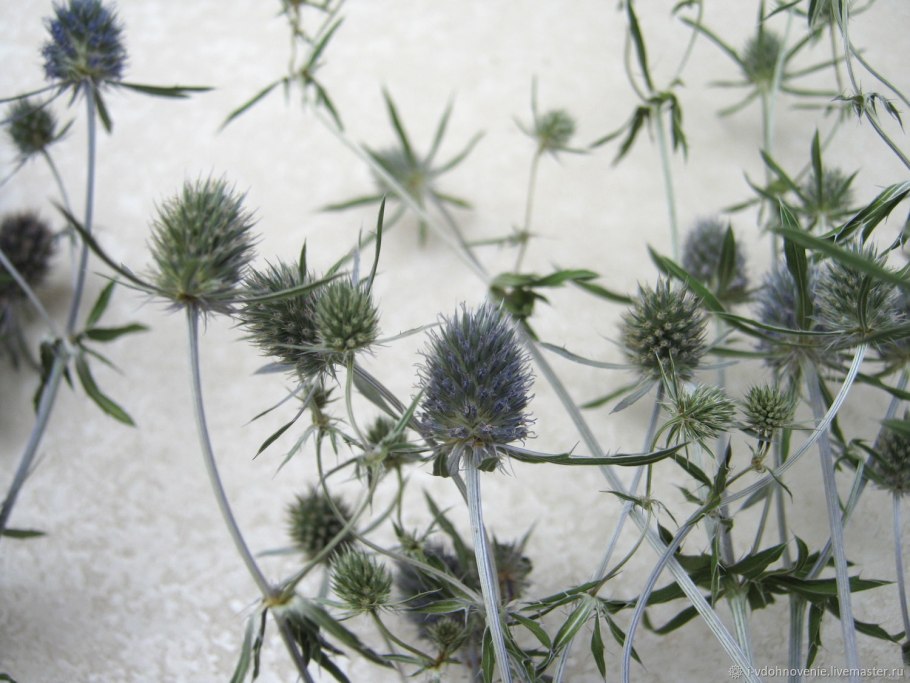 Синеголовник морской Eryngium maritimum
