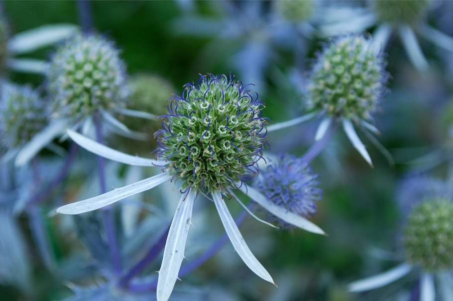 Чертополох синеголовник Чертогон