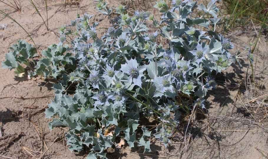 Синеголовник Eryngium maritimum l.