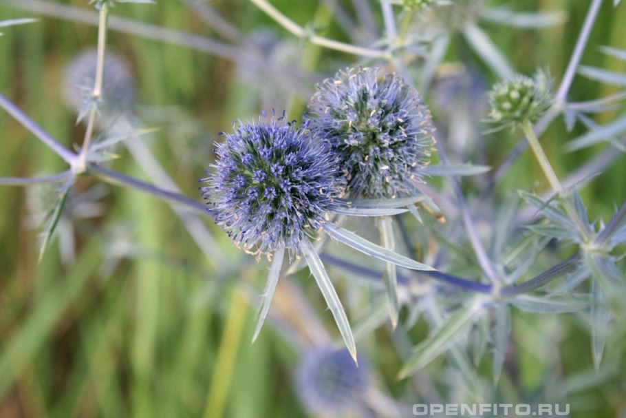 Синеголовник плосколистный eryngium planum
