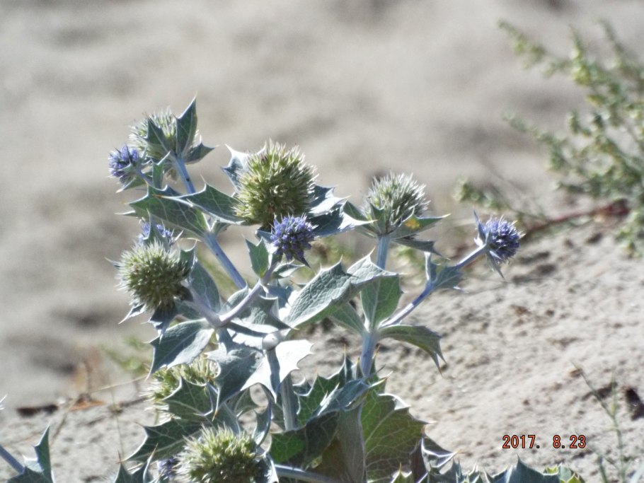 Синеголовник eryngium