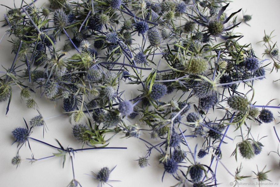 Синеголовник сухоцвет