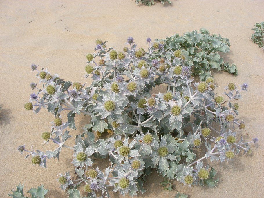 Синеголовник цветущие Куршская коса