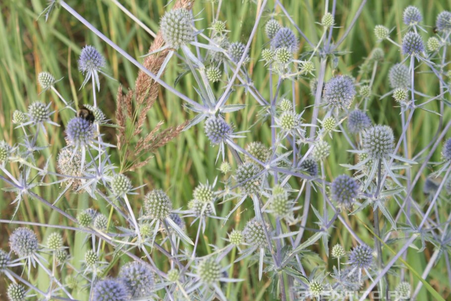 Синеголовник (Eryngium)