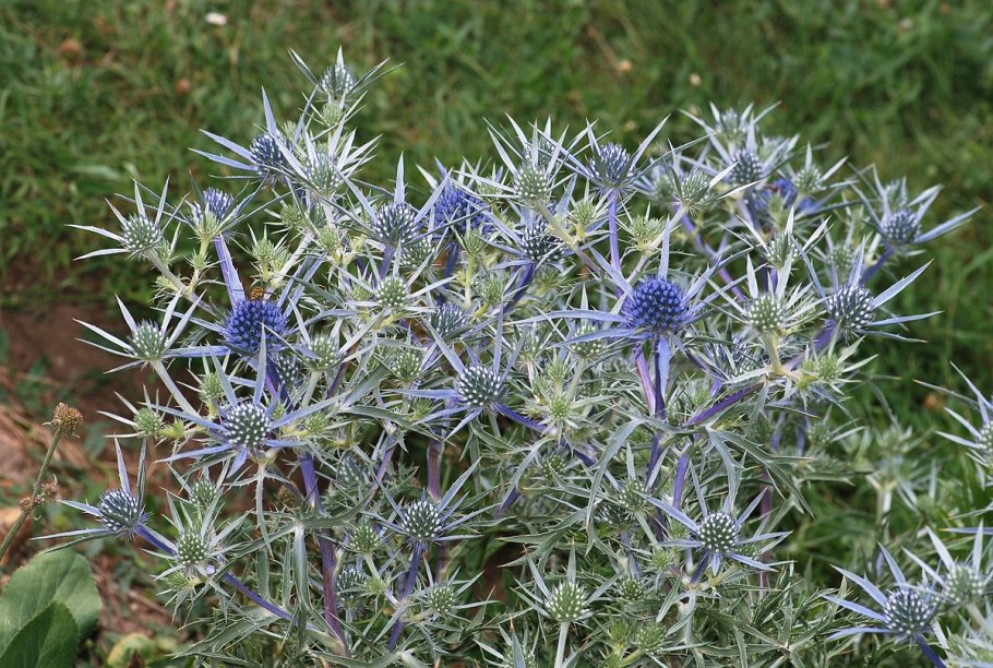 Eryngium amethystinum
