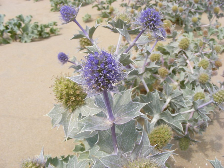 Eryngium maritimum