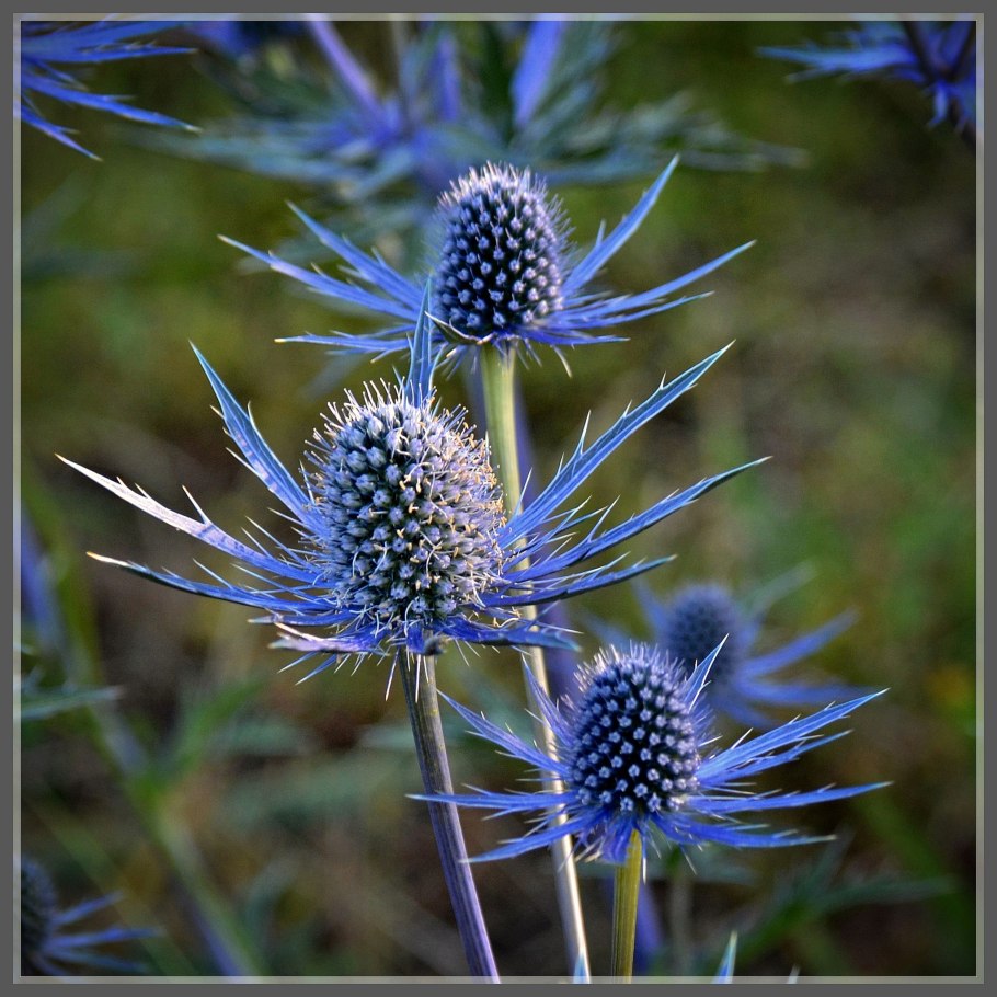 Синеголовник (eryngium)