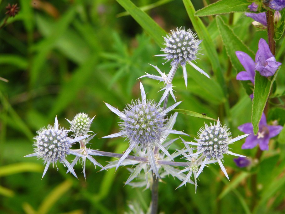 Синеголовник эрингиум
