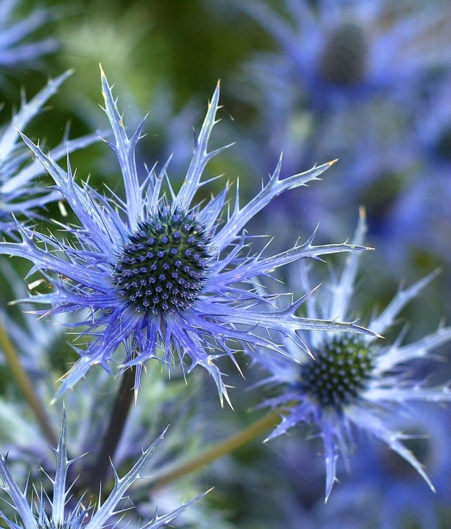 Синеголовник плосколистный Eryngium Planum