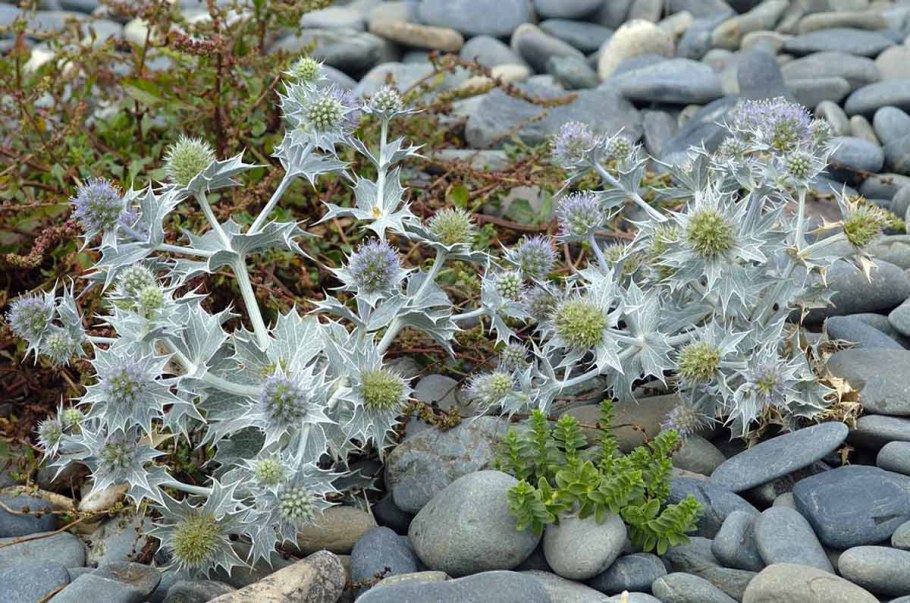Синеголовник Приморский Eryngium maritimum