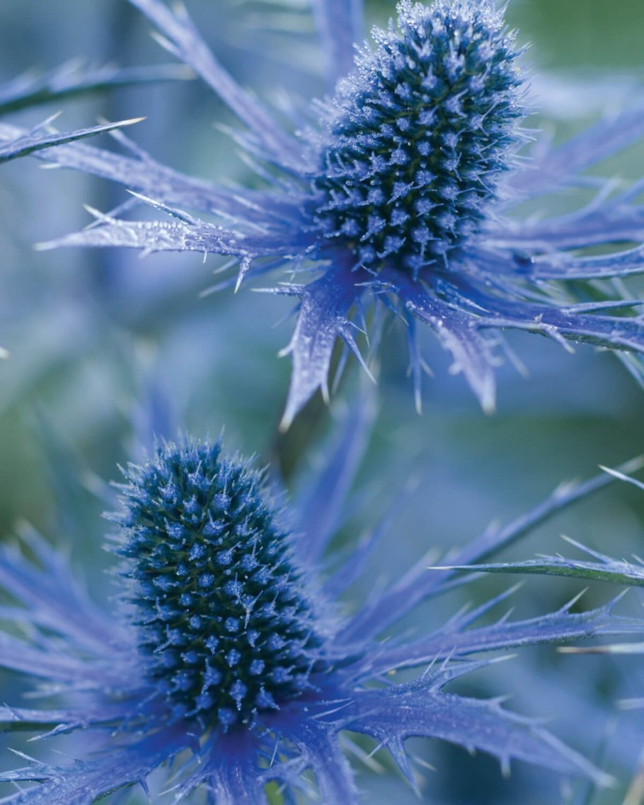 Чертополох синеголовник